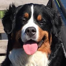 The name sennenhund is derived from the german senne (alpine pasture) and hund (hound/dog). Serenity Bernese Mountain Dogs Home Facebook