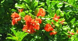 Image result for Punicaceae