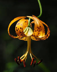 Maybe you would like to learn more about one of these? Panhandle Lily Planting Flowers Panhandle Florida Flowering Trees