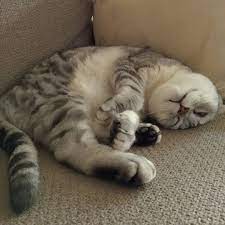 pin by 陳雅均on 喵 喵 cats kitten animals