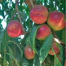 The tree is compact making it ideal for the garden. Reviews For Gurney S Goldmine White Nectarine Live Bareroot Fruit Tree 1 Pack 80654 The Home Depot