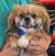 White Pekingese Short Hair