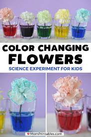 Color Changing Flowers Science Experiment For Kids Science Project Experiment Science Projects For Kids Flowers Science Project Science Experiments Kids