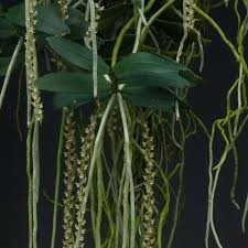 Image result for Rhipidoglossum