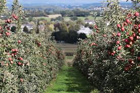 This is about one of those things in my own life. 17 Things To Know Before Starting An Orchard Farming Base