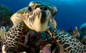 Image result for Cola mossambicensis