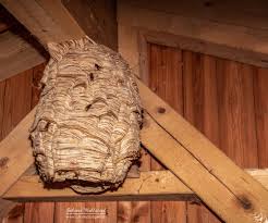 Hornissen Nest Hornissen Bienen Wildbienen