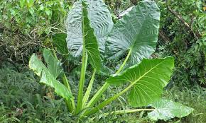 Maybe you would like to learn more about one of these? Taro Plant Grow Your Own Backyard Poi Epic Gardening