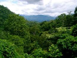 Image result for Deinbollia nyasica