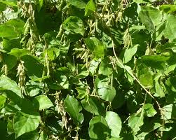 Image result for Neonotonia wightii