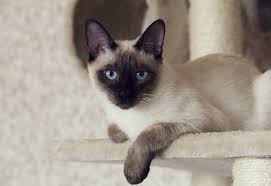 They are said to have originated in thailand, which used to be called siam. Superb Siamese Cat Names 325 Sassy Splendid Superb Kitten Names My Pet S Name