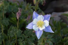 Ad esempio, nomi come fiori per te e giardino express sarebbero chiari mi piace camminare in montagna e riconoscere i fiori. 15 Fiori Di Montagna Spettacolari Sportoutdoor24