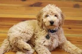 Chien goldendoodle goldendoodles labradoodles goldendoodle haircuts goldendoodle barker's bizarre: What Makes A Teddy Bear Goldendoodle