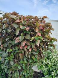 Image result for Acalypha