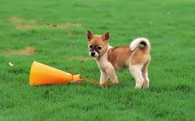Dogs Wallpaper Pretty Dogs In Garden Pretty Dogs Cute Little Dogs Cute Dogs