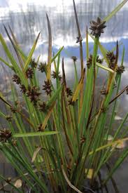 Image result for Schoenoplectiella