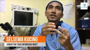 Batuk bukan penyakit tapi simtom tubuh badan, pengamal via siakapkelinews.blogspot.com. Kenapa Selsema Kucing Masih Tak Berkurangan Walaupun Sudah Terima Rawatan Youtube