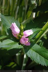 Image result for Tinnea coerulea