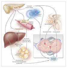 Women with polycystic ovarian syndrome (pcos) have abnormalities in the metabolism of androgens and estrogen and in the control of androgen production. Metformin For The Treatment Of The Polycystic Ovary Syndrome Nejm