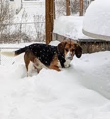 My Beagle baby loves the snow! ❄️❤️ : r ...