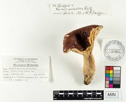 Image result for Russula foetentula