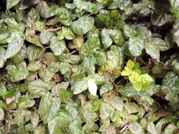 Image result for Mystroxylon