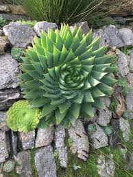 Image result for Aloe bukobana