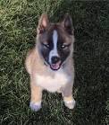 Akita Husky Mix | Shop for your Cause