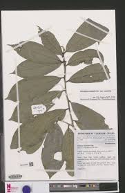 Image result for Octolepis