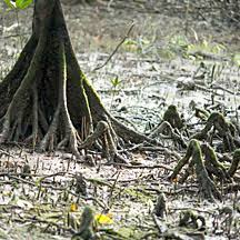 Image result for Bruguiera