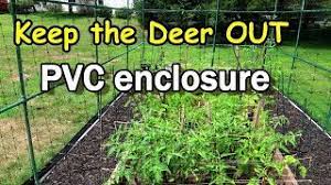 We got our pvc pipes from home depot, and they were nice. Pvc Fencing To Keep The Deer Out Of Our Raised Garden Bed Youtube
