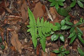 Image result for Triplophyllum