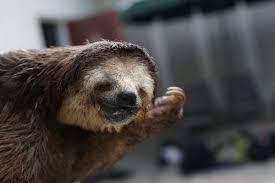 Watch Hundreds Of Sloths Rescued After Home Destroyed Sloth Animals Sloth Rescue