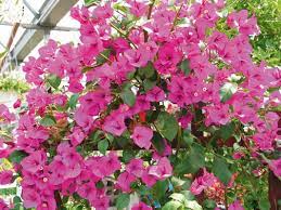 Bambino Baby Mia Bougainvillea Monrovia Bambino Baby Mia Bougainvillea Monrovia Plants Bougainvillea Plants