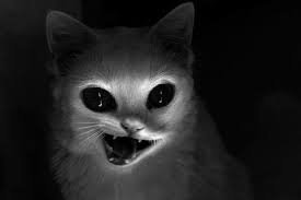 Zombie Cat In 2020 Creepy Cat Scary Cat Evil Cat