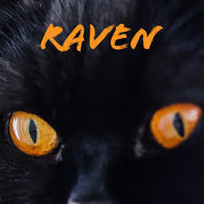 This advert is located in and around slough, berkshire. Black British Shorthair Raven Home Facebook
