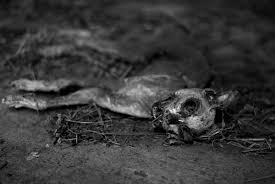 Variacion Sobre El Cadaver De Un Gato Mula Blanca