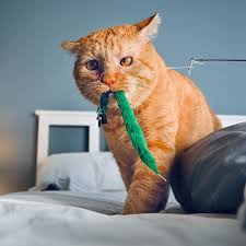Make your screen stand out with the latest cat 1080 wallpapers! Time To Renew The Lease Famous Sad Cat Bruce Willis A Year Later Cole Marmalade