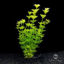 Image result for Limnophila fluviatilis