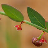 Image result for Phyllanthus parvulus