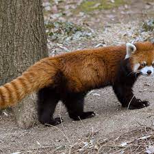 I Have A Friend Who Has Never See A Red Panda And Thought A Character From An Anime Aggretsuko Was A Red Fox Cute Baby Animals Red Panda Endangered Animals