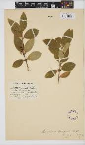 Image result for Chionanthus foveolatus