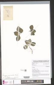 Image result for Saintpauliopsis lebrunii