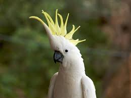 The image is released free of copyrights under creative. 15 Birds With Snazzier Hairdos Than You