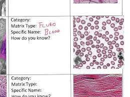 Tissue Identification Practice Human Anatomy And Physiology Anatomy And Physiology Lpn Schools