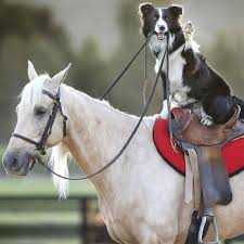 Garde d'animaux PACA Animal'or