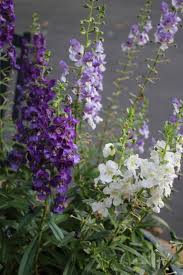 Image result for Angelonia
