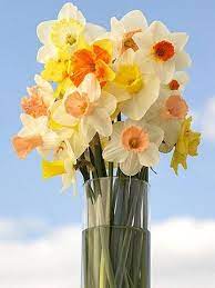 10 Top Daffodils For The Midwest Daffodils Pretty Flowers Flower Girl Bouquet