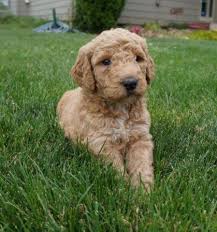 Gorgeousdoodles quality breeders of australian labradoodles. Labradoodle Puppy F1b Tan Curly Male Butterscotch For Sale In Salem Oregon Classified Americanlisted Com