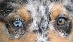 Eyes Pigment Markings Dogs Australian Shepherd Dogs Aussie Dogs